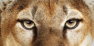 OS X 10.8 Mountain Lion Server: A Review