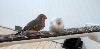 Bird Shit Is The New Printer Ink