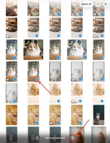 Photo selection from advanced search results in iPad Photos